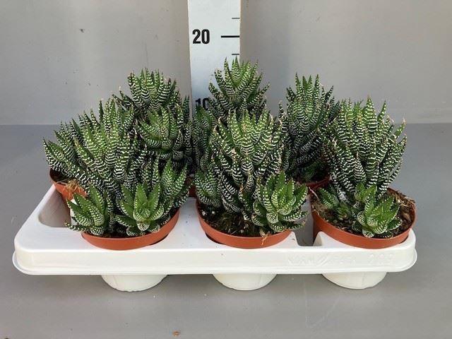 Горшечные цветы и растения оптом Haworthia   ... от 9шт из Голландии с доставкой по России