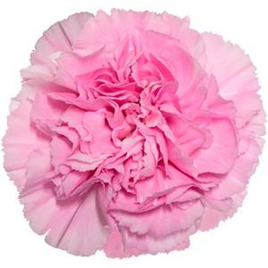 Срезанные цветы оптом Dianthus st clearwater от 240шт из Голландии с доставкой по России