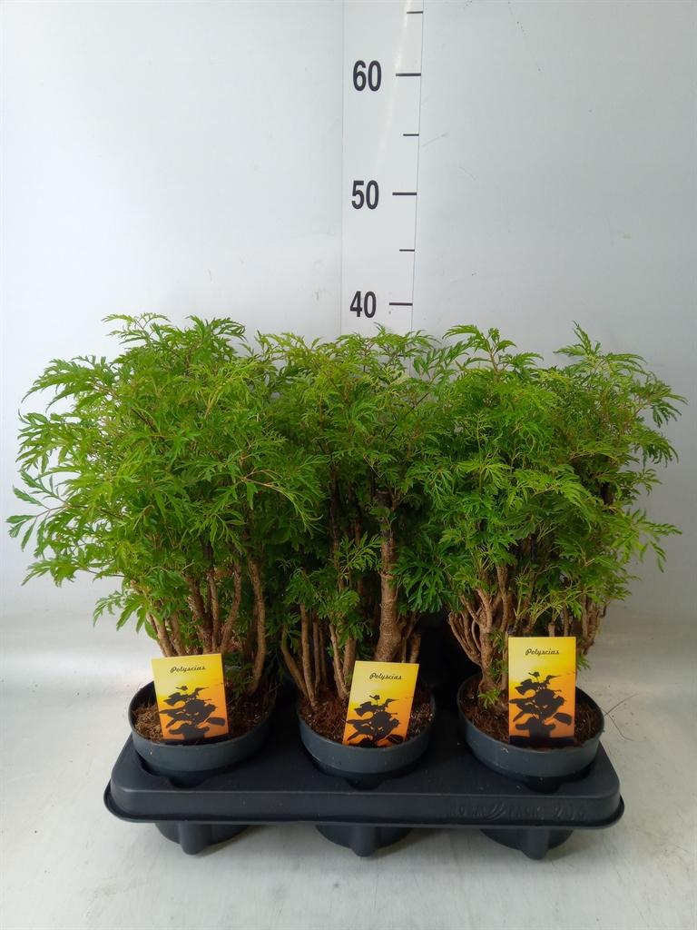 Горшечные цветы и растения оптом Polyscias Fruticosa от 6шт из Голландии с доставкой по России