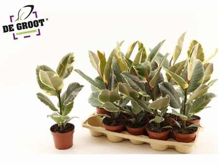 Горшечные цветы и растения оптом Ficus El Tineke от 10шт из Голландии с доставкой по России