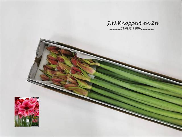 Срезанные цветы оптом Hippeastrum gervase от 15шт из Голландии с доставкой по России