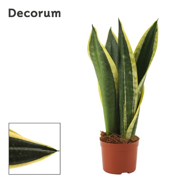 Горшечные цветы и растения оптом Sansevieria Night Shade (decorum) от 18шт из Голландии с доставкой по России