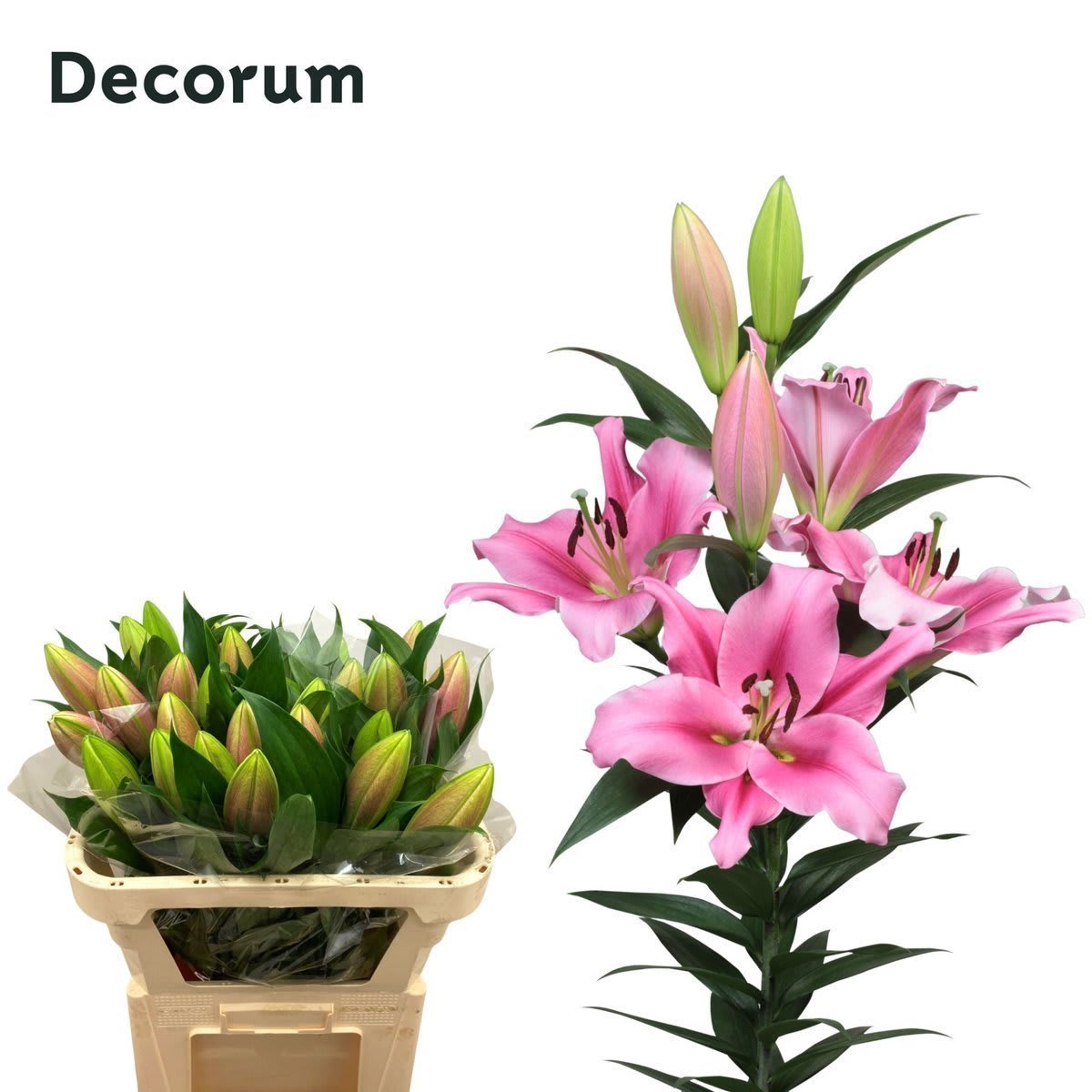 Срезанные цветы оптом Lilium or trocadero от 40шт из Голландии с доставкой по России