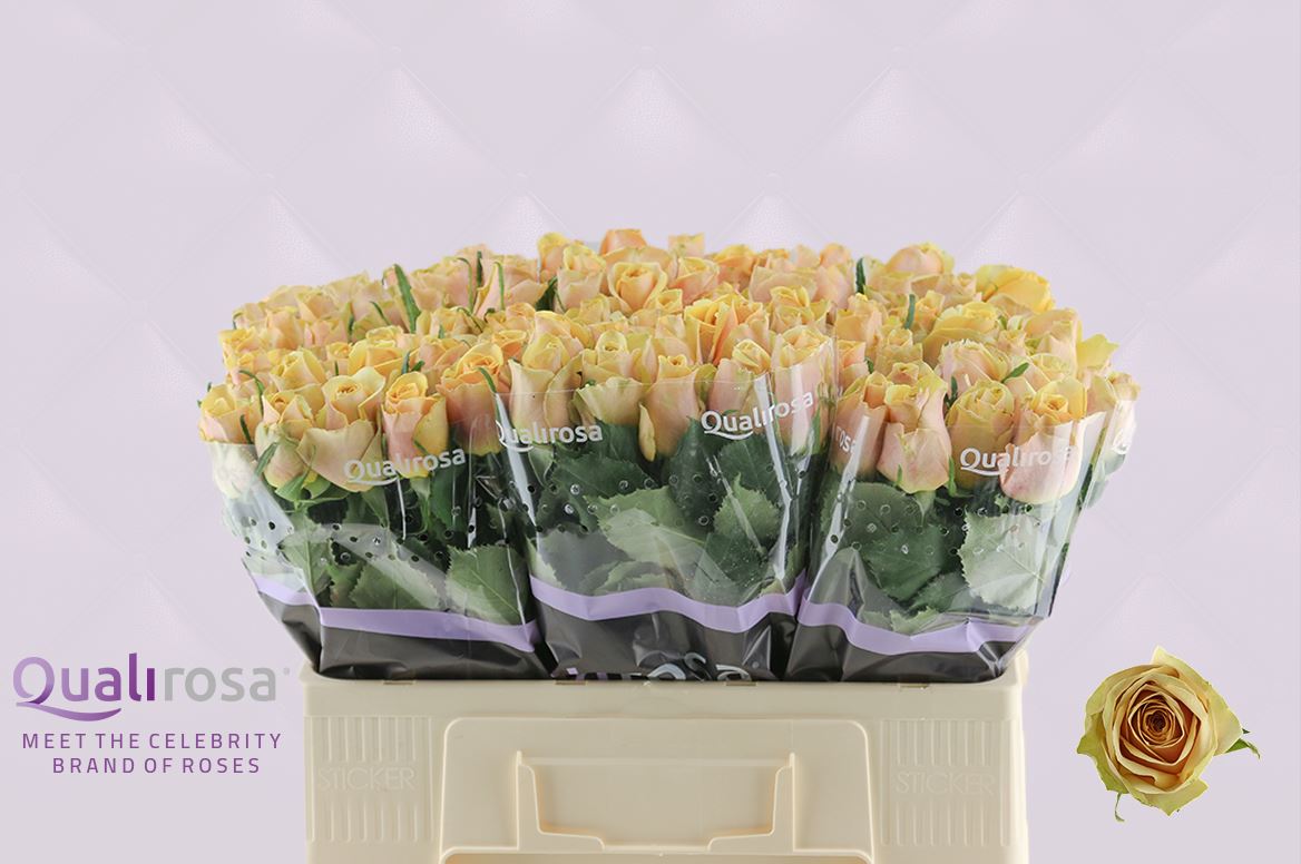 Срезанные цветы оптом Rosa large golden mustard от 80шт из Голландии с доставкой по России