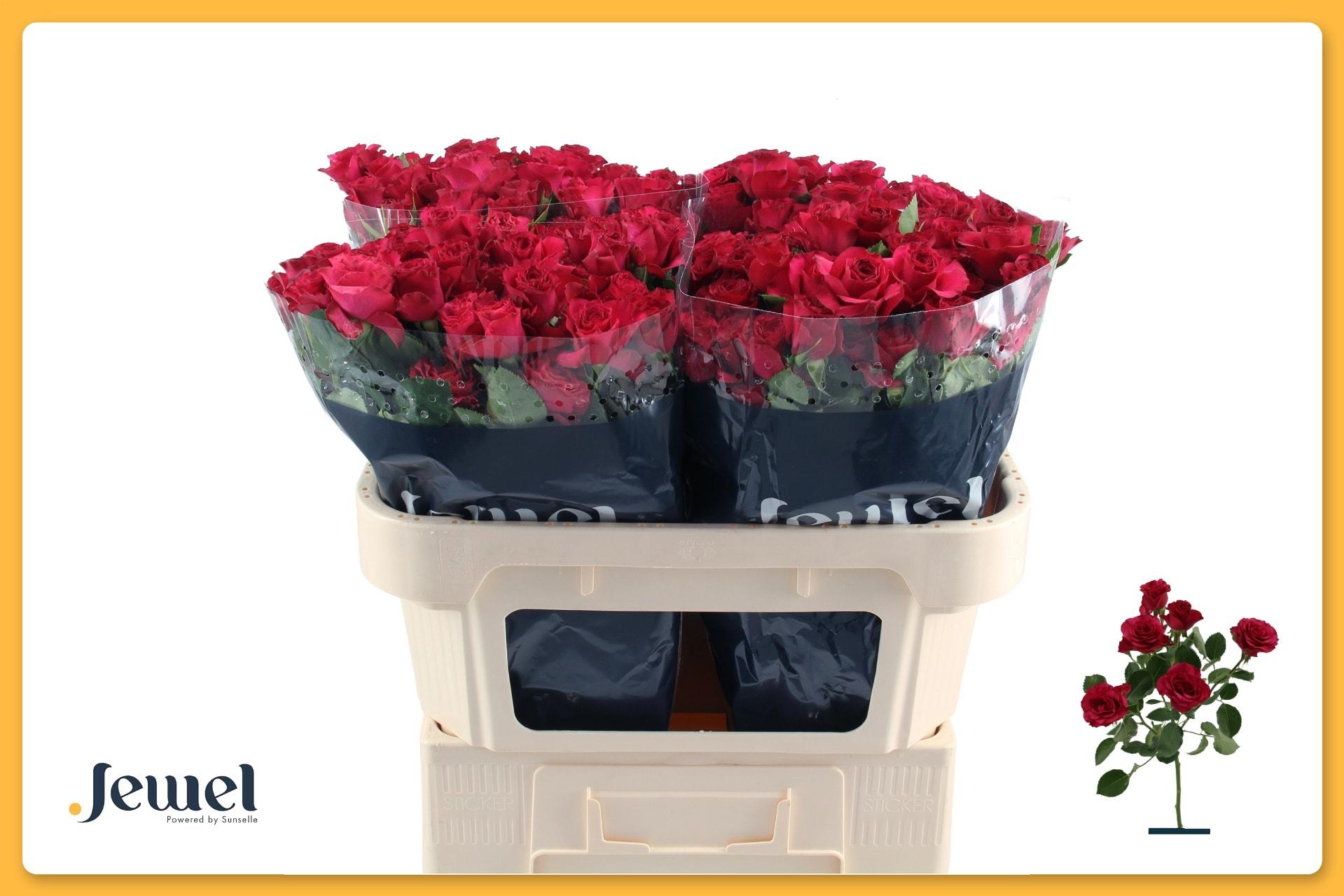 Срезанные цветы оптом Rosa tros Roseberry от 50шт из Голландии с доставкой по России