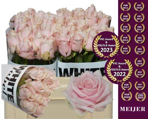 Срезанные цветы оптом Rosa large sweet avalanche+ от 50шт из Голландии с доставкой по России