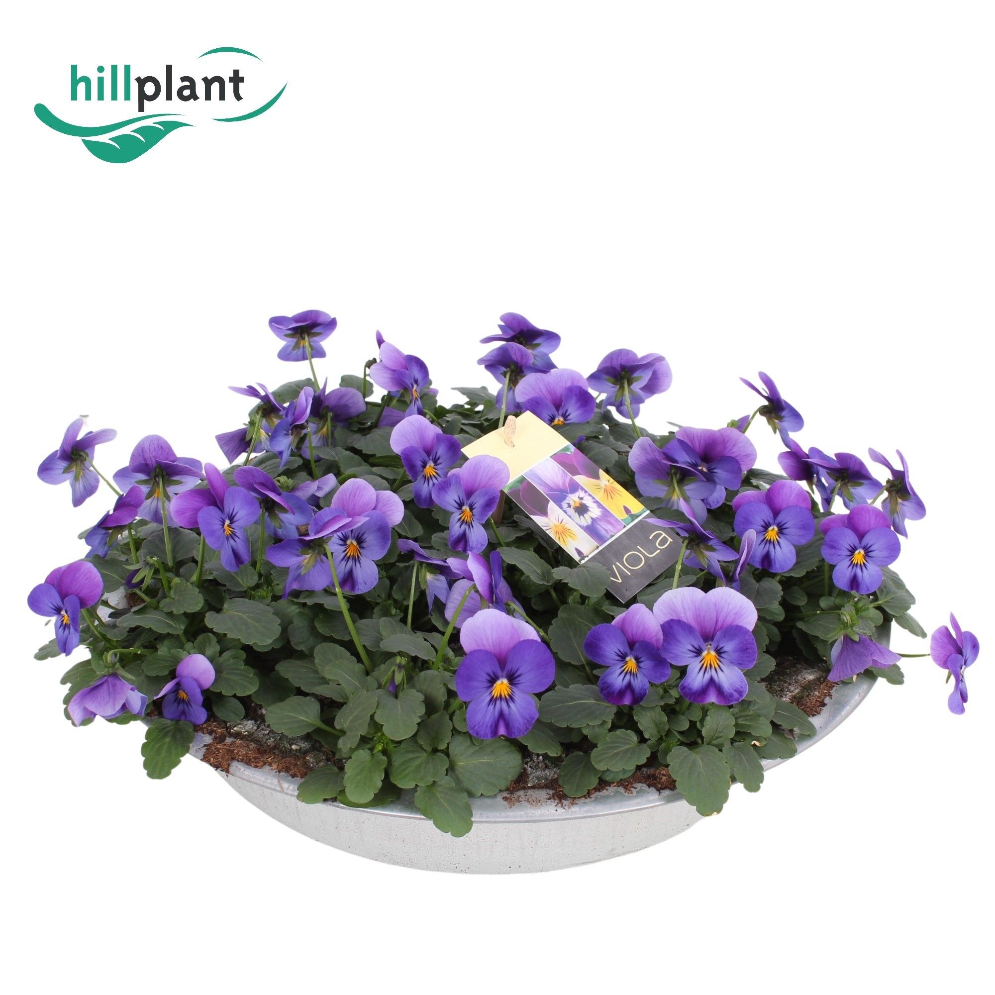 Горшечные цветы и растения оптом Viola Cornuta Denim Jump Up Zinken Schaal 36cm от 1шт (для телеги) из Голландии с доставкой по России