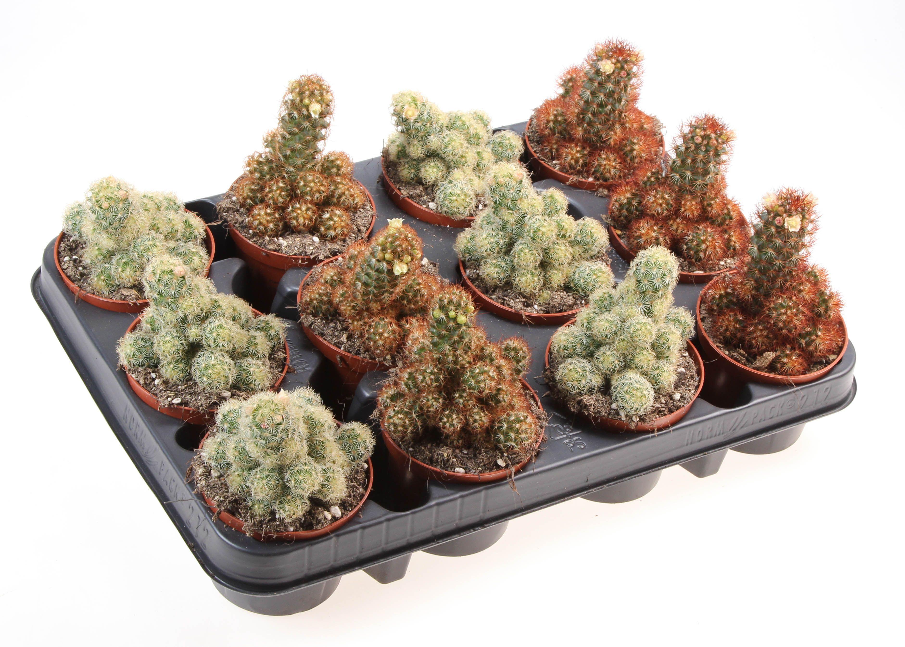 Горшечные цветы и растения оптом Cactus Elongata Mix от 12шт (для телеги) из Голландии с доставкой по России