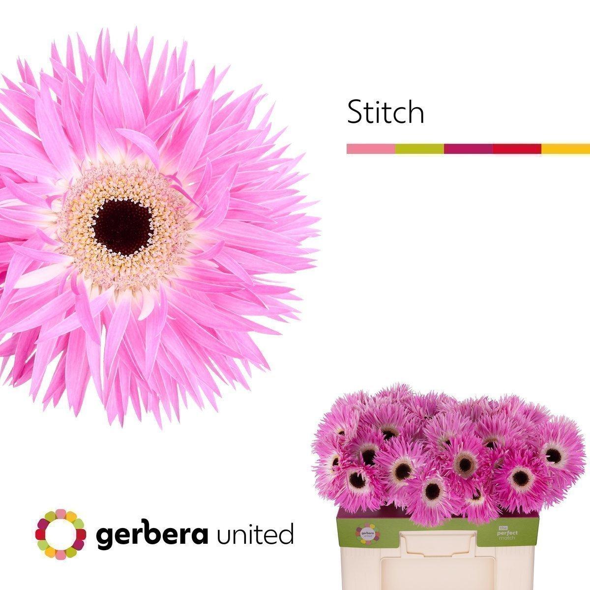 Срезанные цветы оптом Gerbera stitch+ от 40шт. из Голландии с доставкой по России
