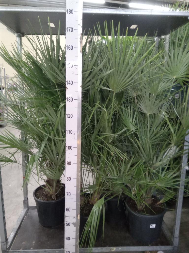 Горшечные цветы и растения оптом Chamaerops Humilis от 1шт из Голландии с доставкой по России
