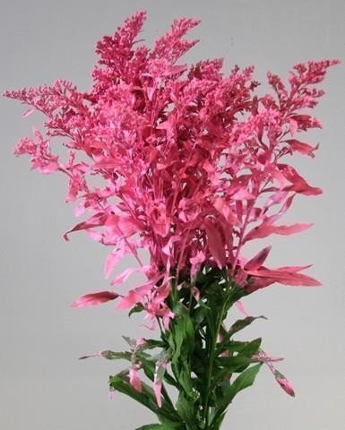 Срезанные цветы оптом Solidago paint pink от 25шт из Голландии с доставкой по России