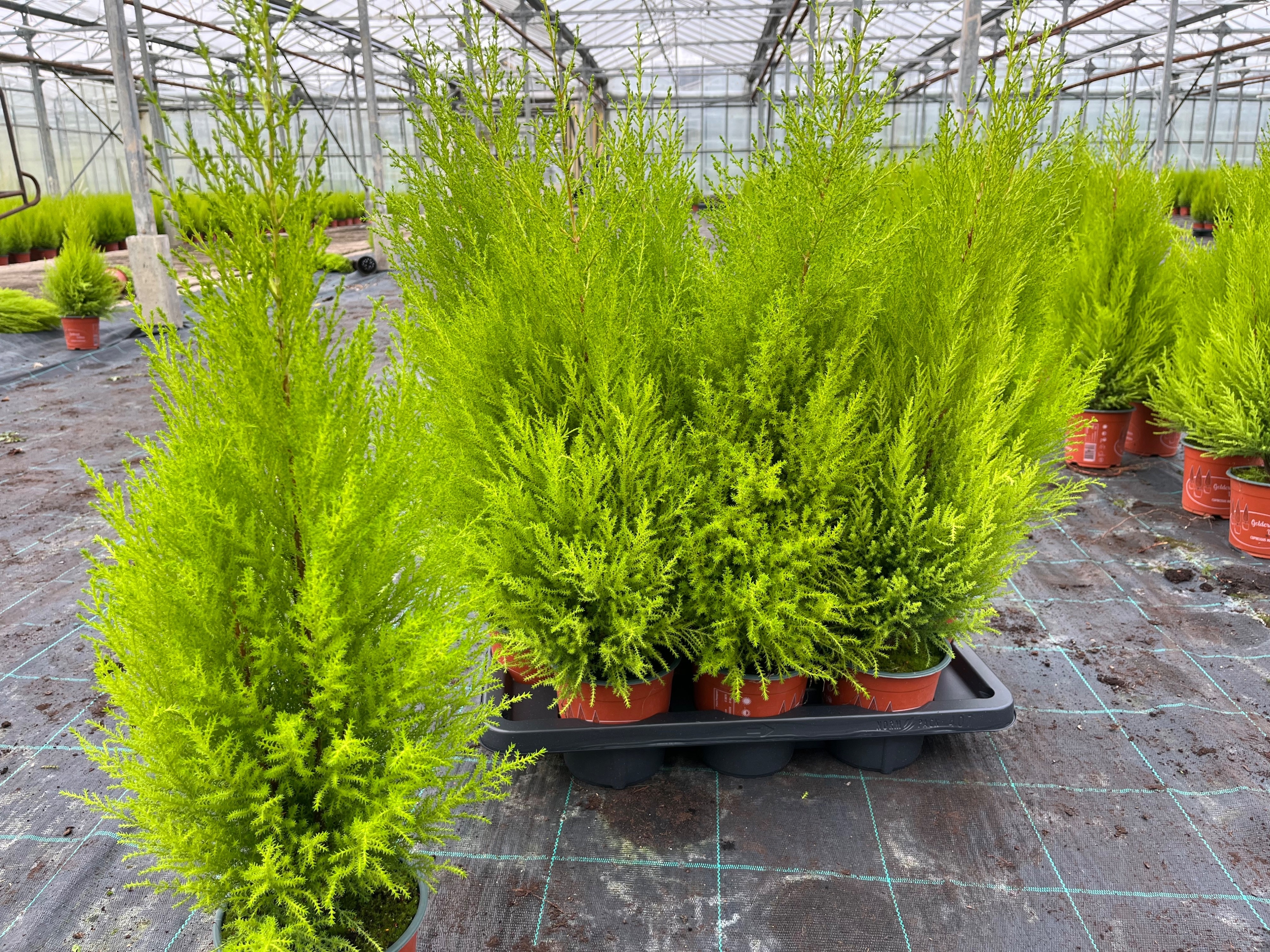 Горшечные цветы и растения оптом Cupr Ma Goldc Wilma от 7шт из Голландии с доставкой по России