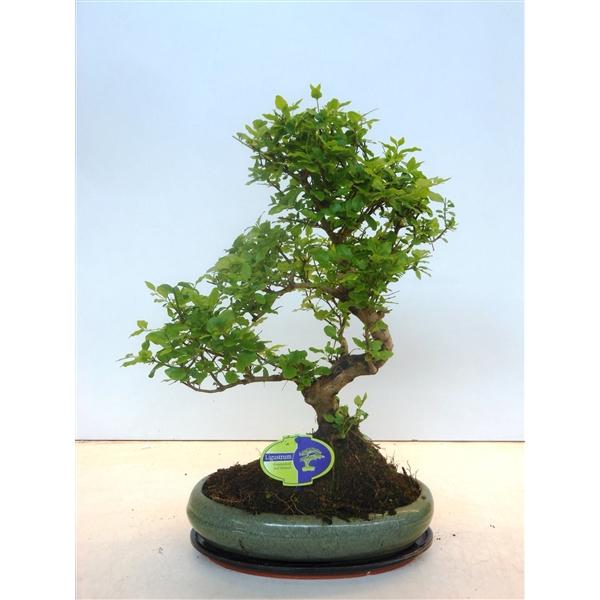 Горшечные цветы и растения оптом Bonsai Ligustrum Sinensis, With Drip от 2шт из Голландии с доставкой по России
