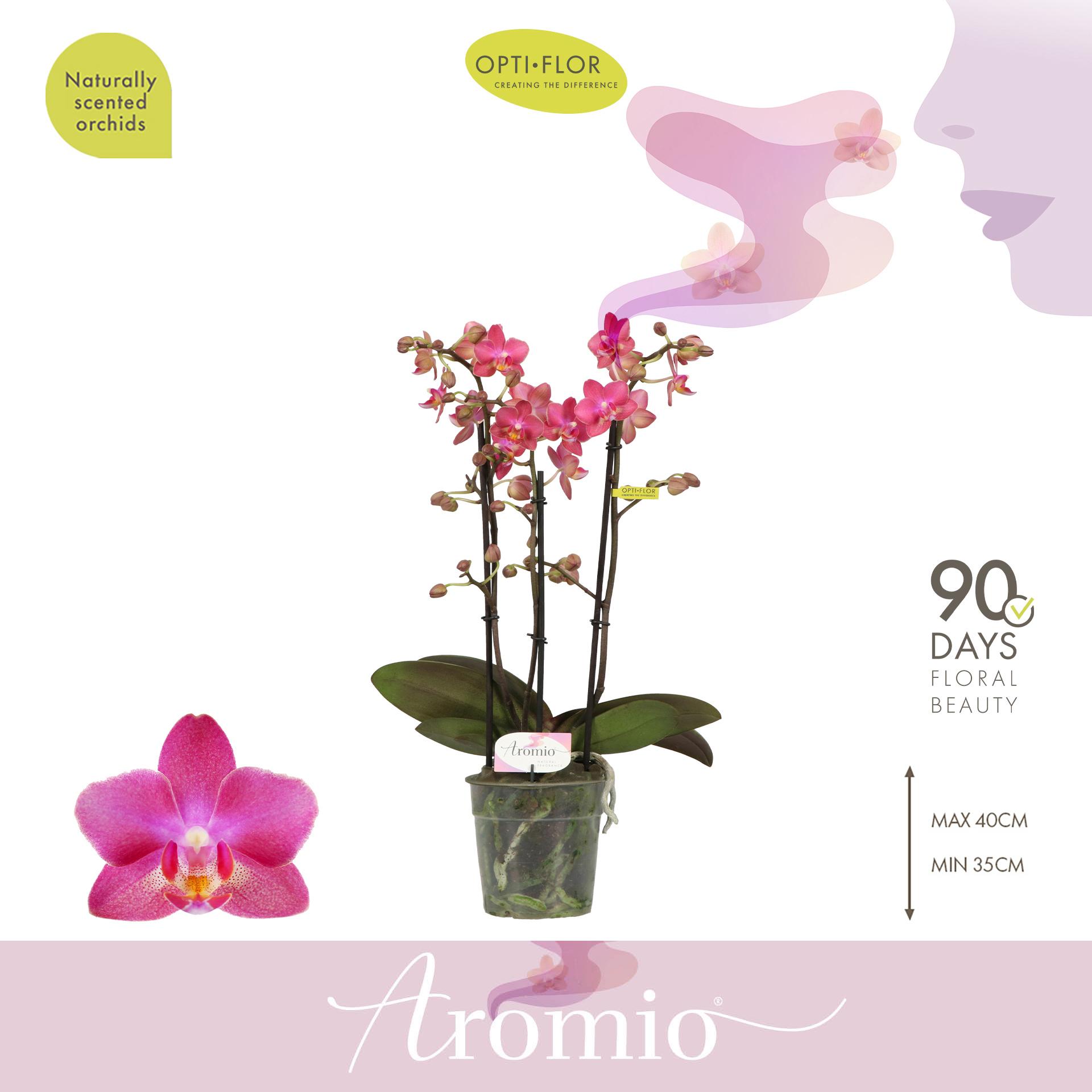 Горшечные цветы и растения оптом Phal Aromio 3st Floral 25+ от 6шт из Голландии с доставкой по России