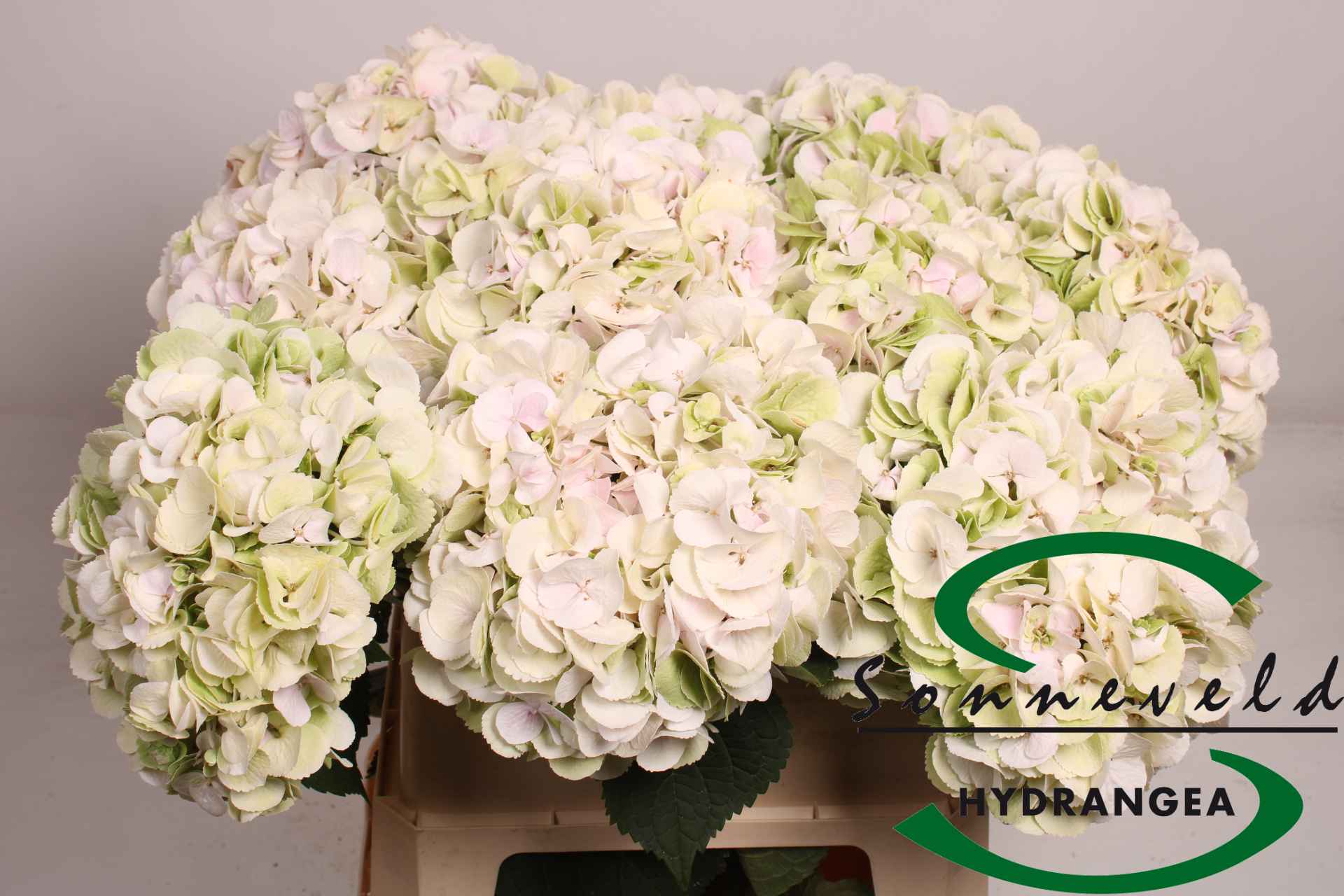 Срезанные цветы оптом Hydrangea от 10шт. из Голландии с доставкой по России