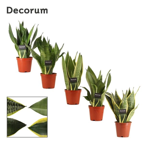 Горшечные цветы и растения оптом Sansevieria Super Mix (decorum) от 10шт из Голландии с доставкой по России