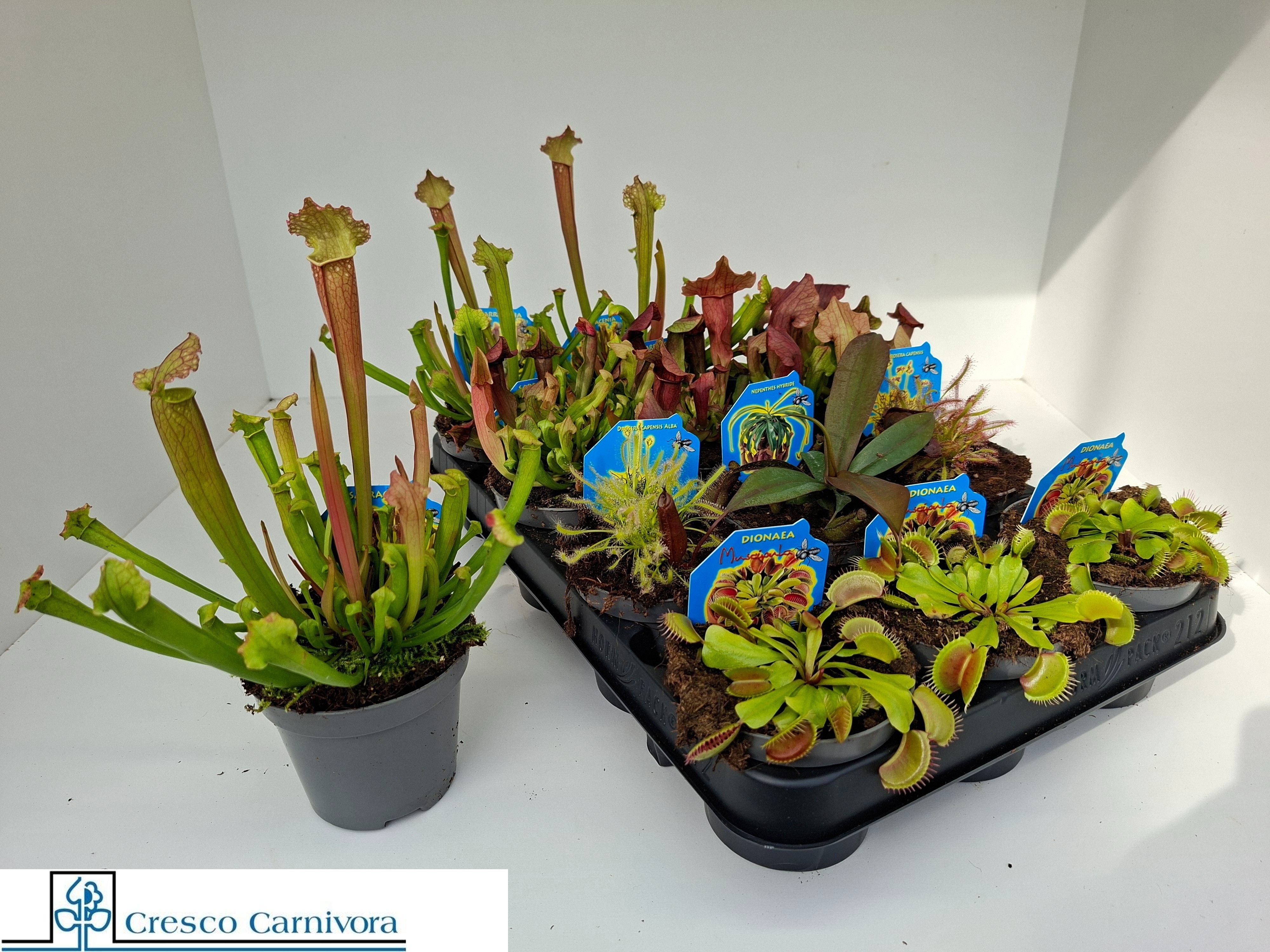 Горшечные цветы и растения оптом Vleeset Pl Gem 6 Srt от 12шт (для телеги) из Голландии с доставкой по России