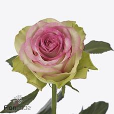 Срезанные цветы оптом Rosa large bloosz от 50шт из Голландии с доставкой по России