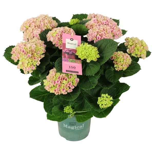 Горшечные цветы и растения оптом Hydrangea Ma Magical Evolution Pink 9+ от 6шт из Голландии с доставкой по России