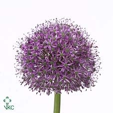 Срезанные цветы оптом Allium stratos от 40шт из Голландии с доставкой по России Срезанные цветы оптом Allium stratos от 40шт из Голландии с доставкой по России