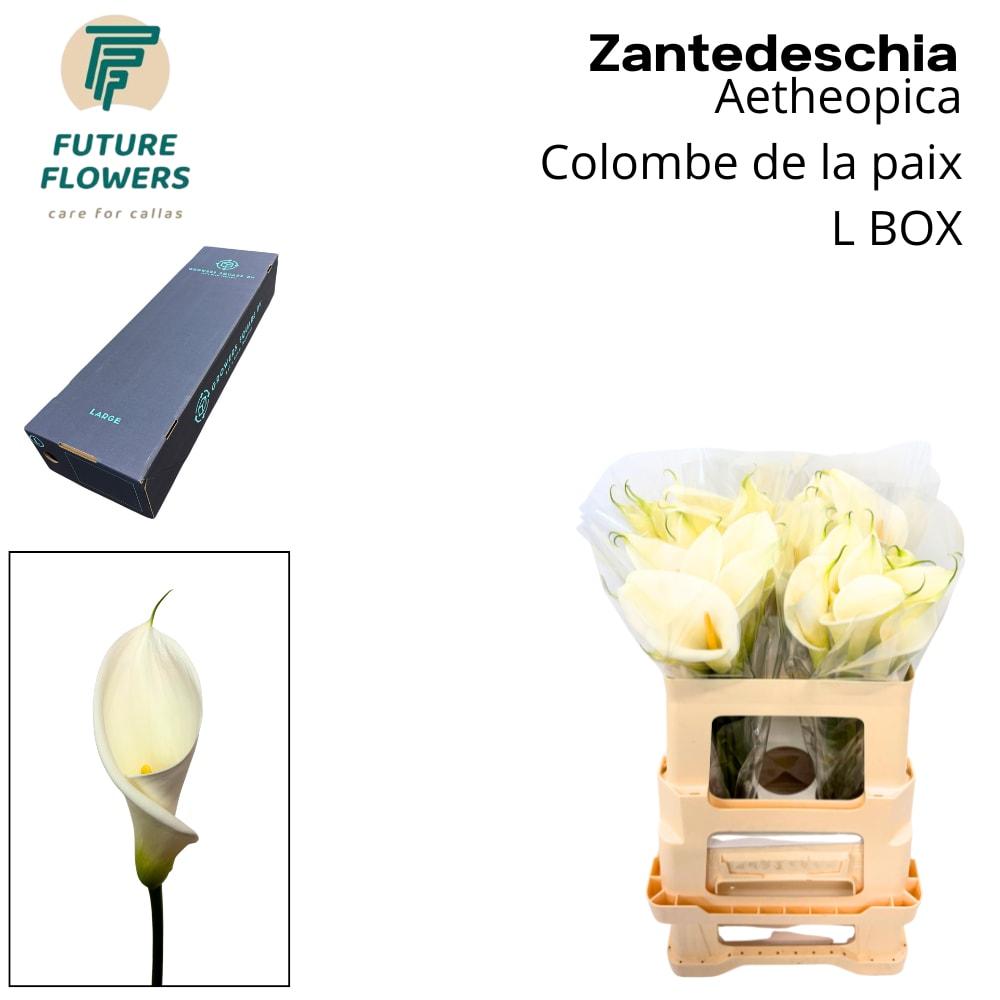 Срезанные цветы оптом Zantedeschia ae colombe de la paix от 120шт из Голландии с доставкой по России
