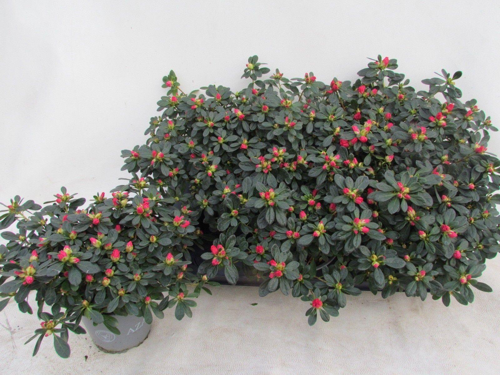 Горшечные цветы и растения оптом Rhodo Si Fr Scherre от 6шт из Голландии с доставкой по России