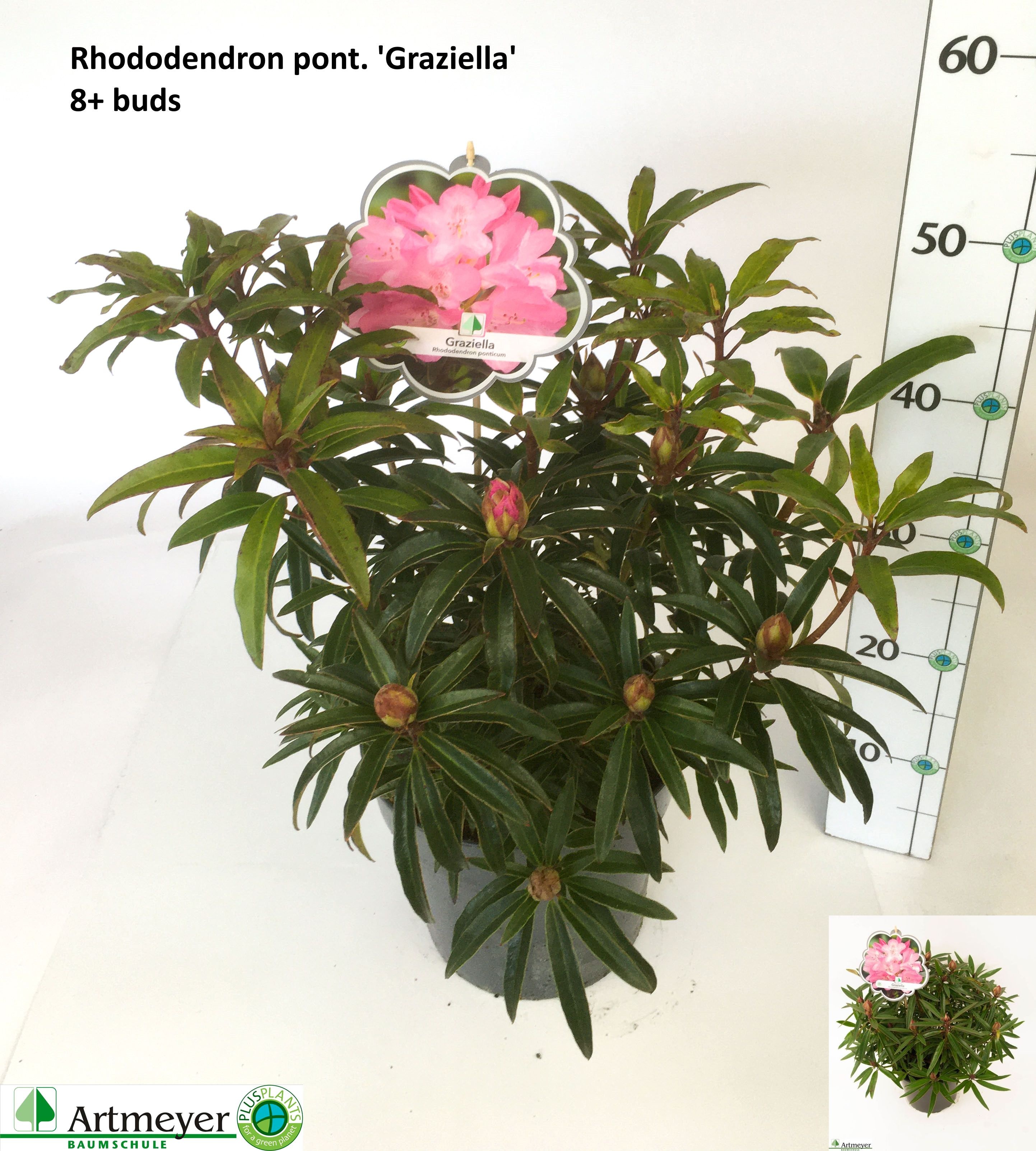 Горшечные цветы и растения оптом Rhod Po Ov от 1шт из Голландии с доставкой по России