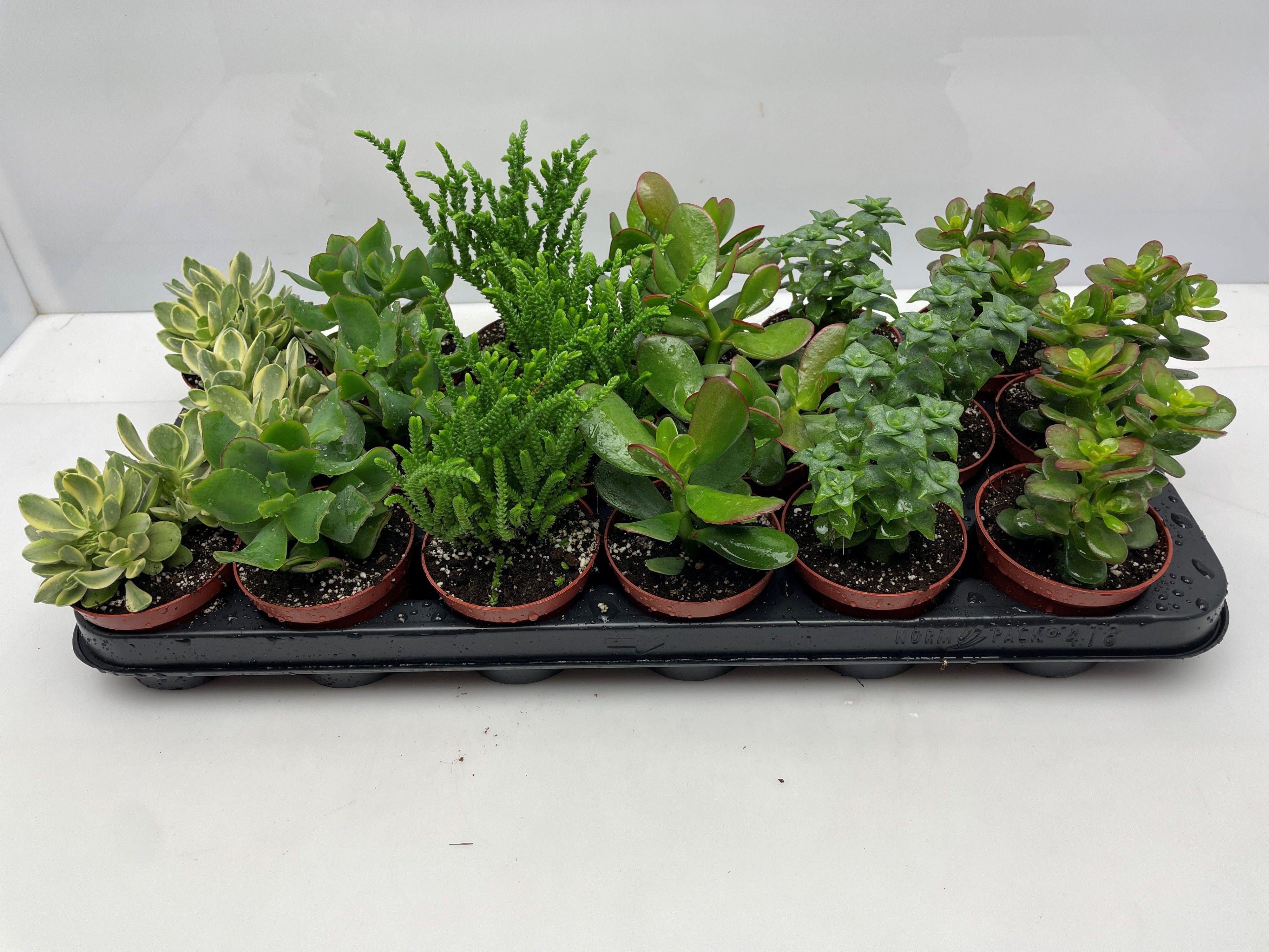 Горшечные цветы и растения оптом Crass Gem от 18шт (для телеги) из Голландии с доставкой по России