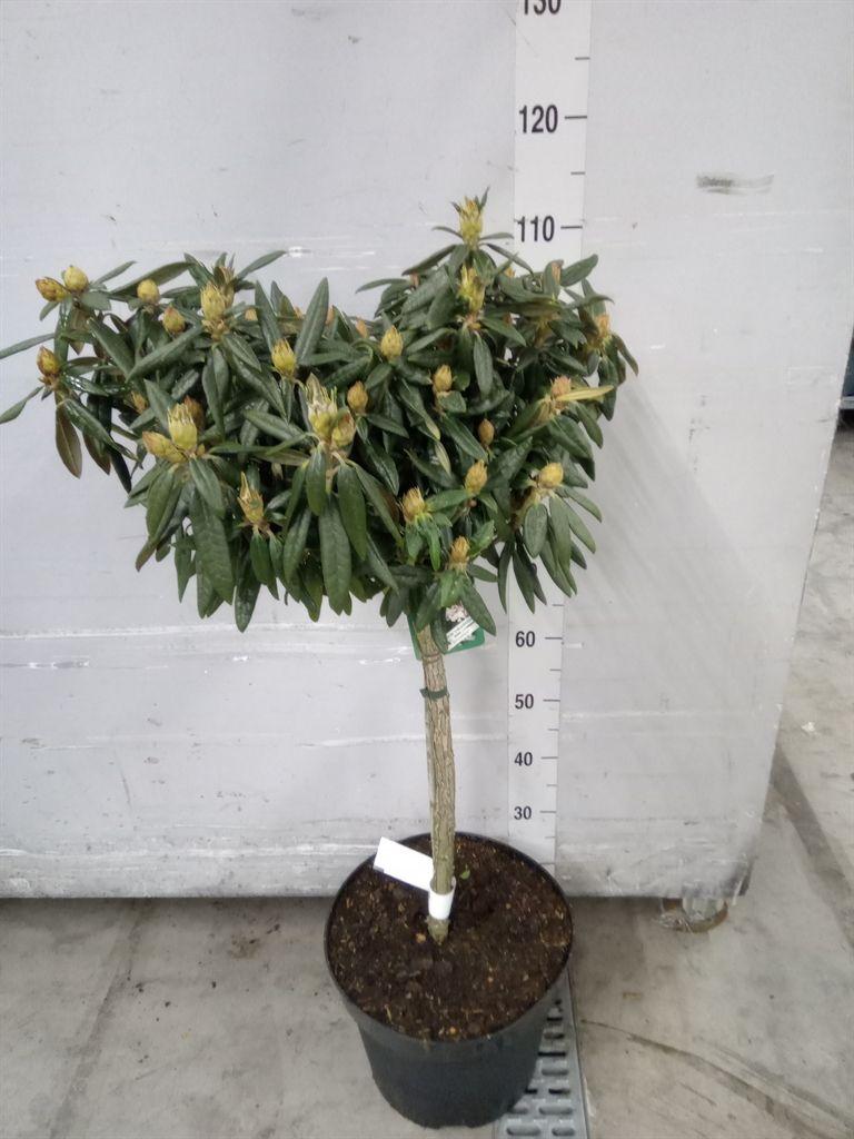 Горшечные цветы и растения оптом Rhododendron Yak.   ... от 1шт из Голландии с доставкой по России