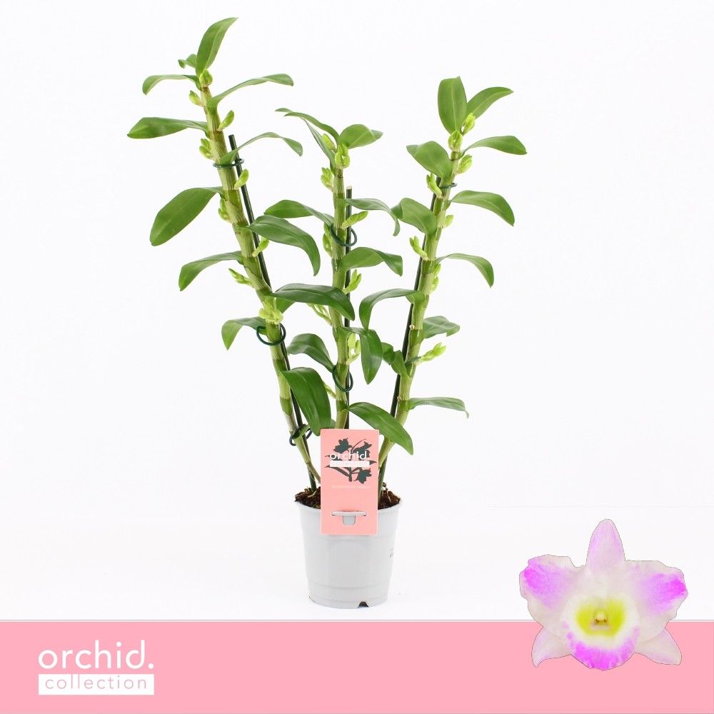 Горшечные цветы и растения оптом Dendr Nob 3st Pandora Orchid Collection от 10шт из Голландии с доставкой по России