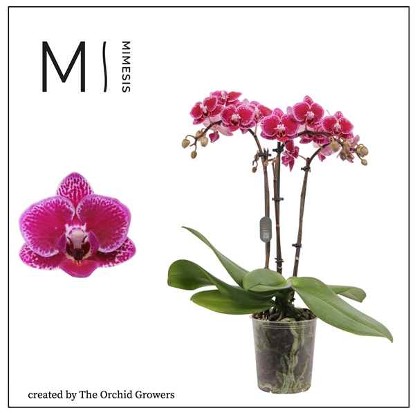 Горшечные цветы и растения оптом Phal 3st Hornglin (orchid Growers) от 12шт из Голландии с доставкой по России
