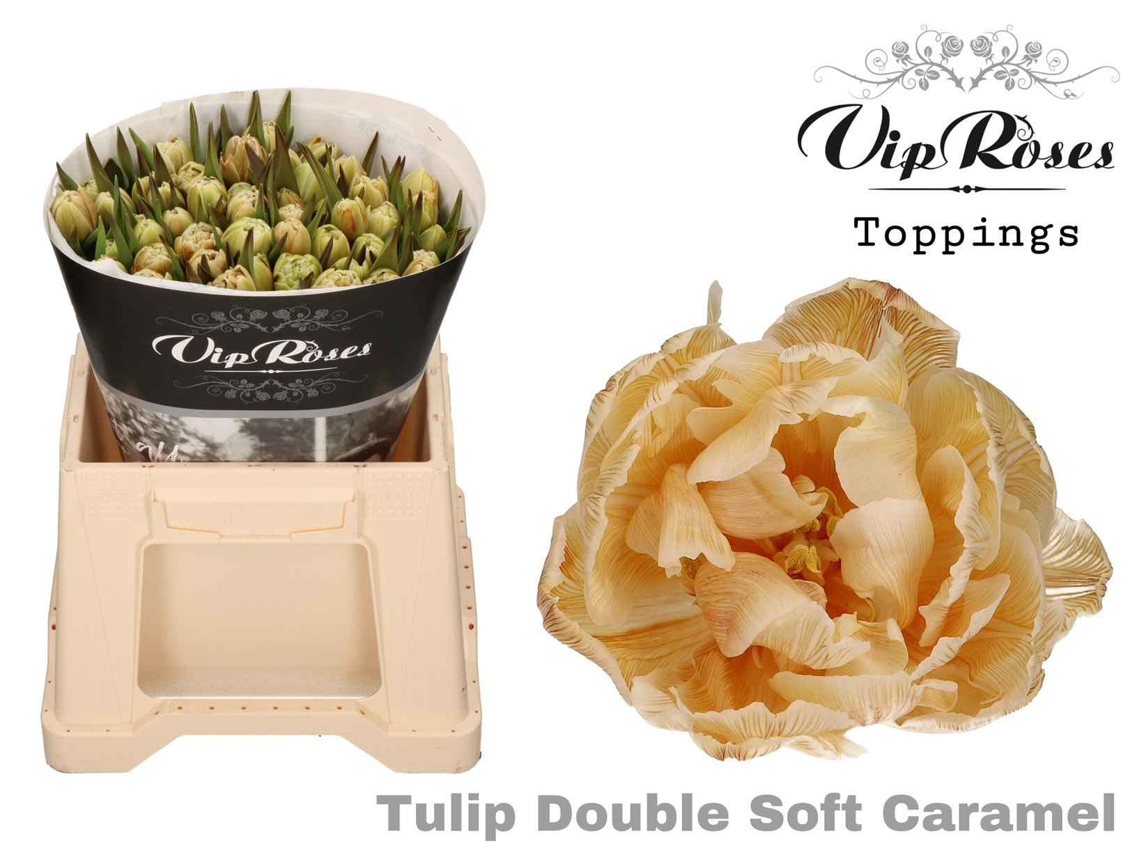 Срезанные цветы оптом Tulipa do paint soft caramel от 50шт из Голландии с доставкой по России