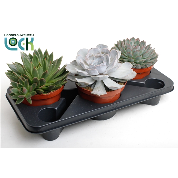Горшечные цветы и растения оптом Echeveria Mix от 3шт из Голландии с доставкой по России