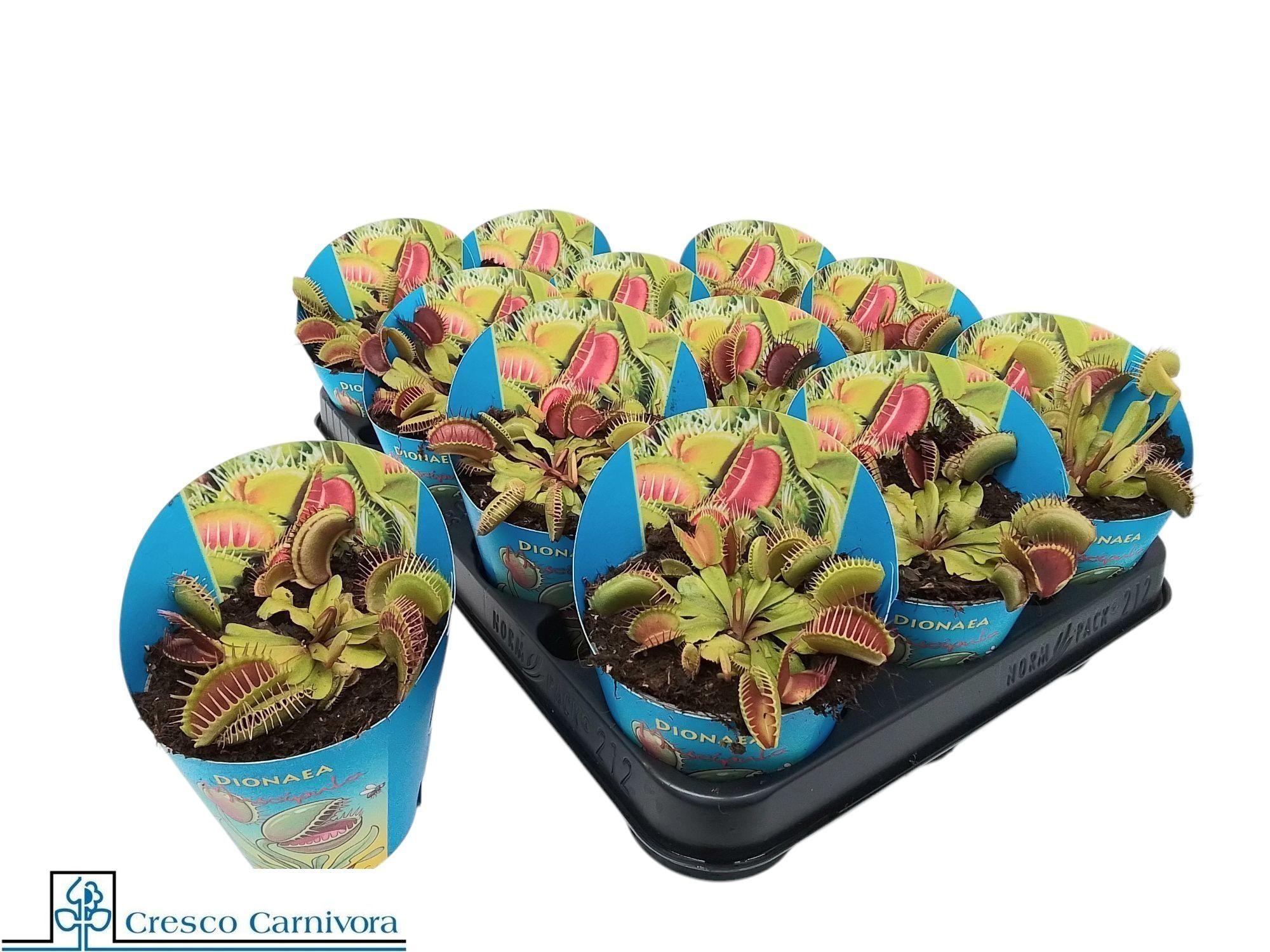 Горшечные цветы и растения оптом Dionaea Muscipula от 12шт (для телеги) из Голландии с доставкой по России Горшечные цветы и растения оптом Dionaea Muscipula от 12шт (для телеги) из Голландии с доставкой по России