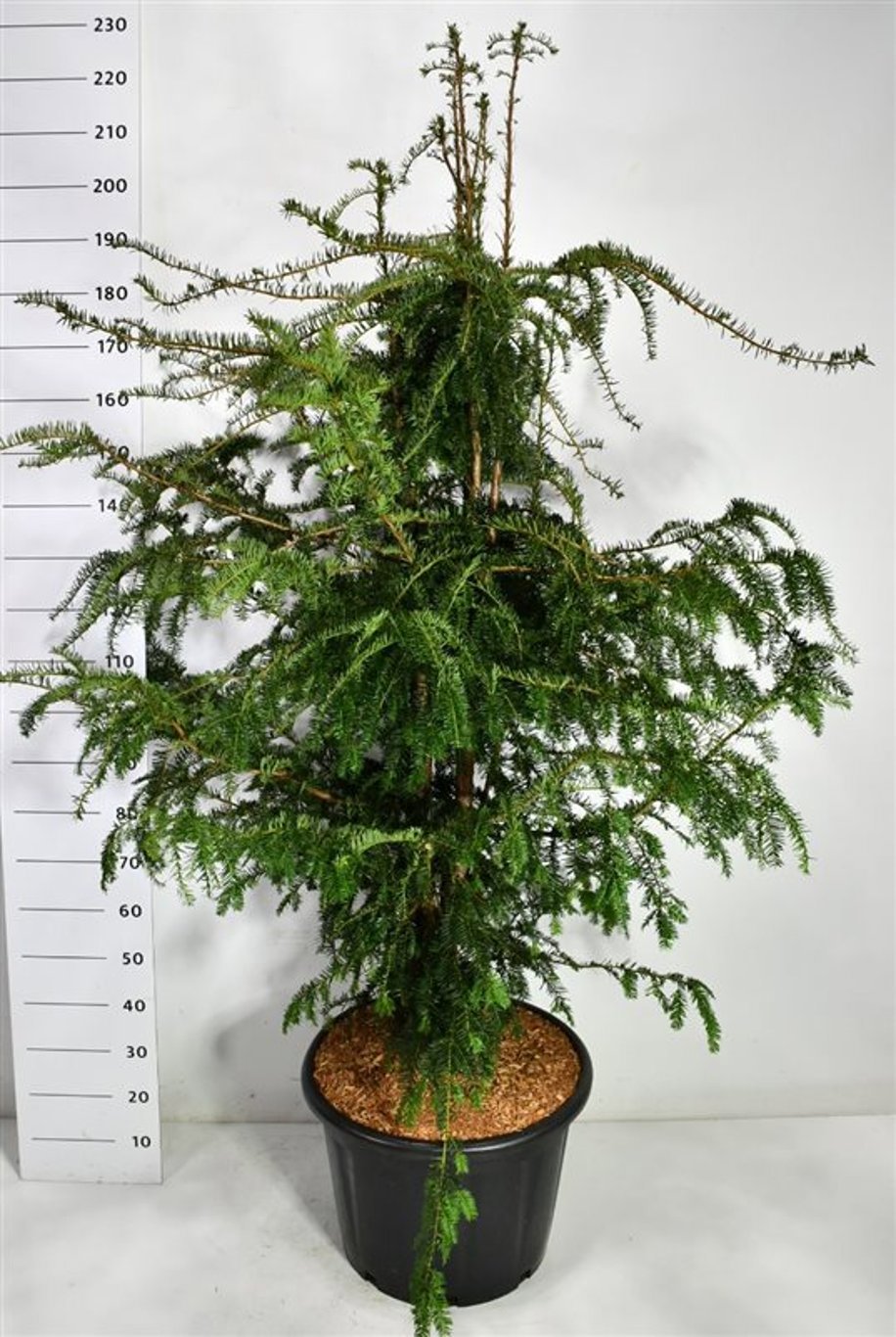 Горшечные цветы и растения оптом Taxus Bacc Dovastoniana от 1шт из Голландии с доставкой по России