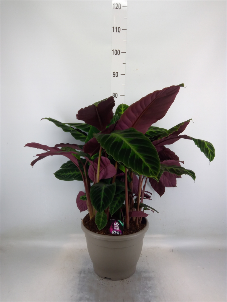 Горшечные цветы и растения оптом Calathea Warscewiczii от 1шт из Голландии с доставкой по России