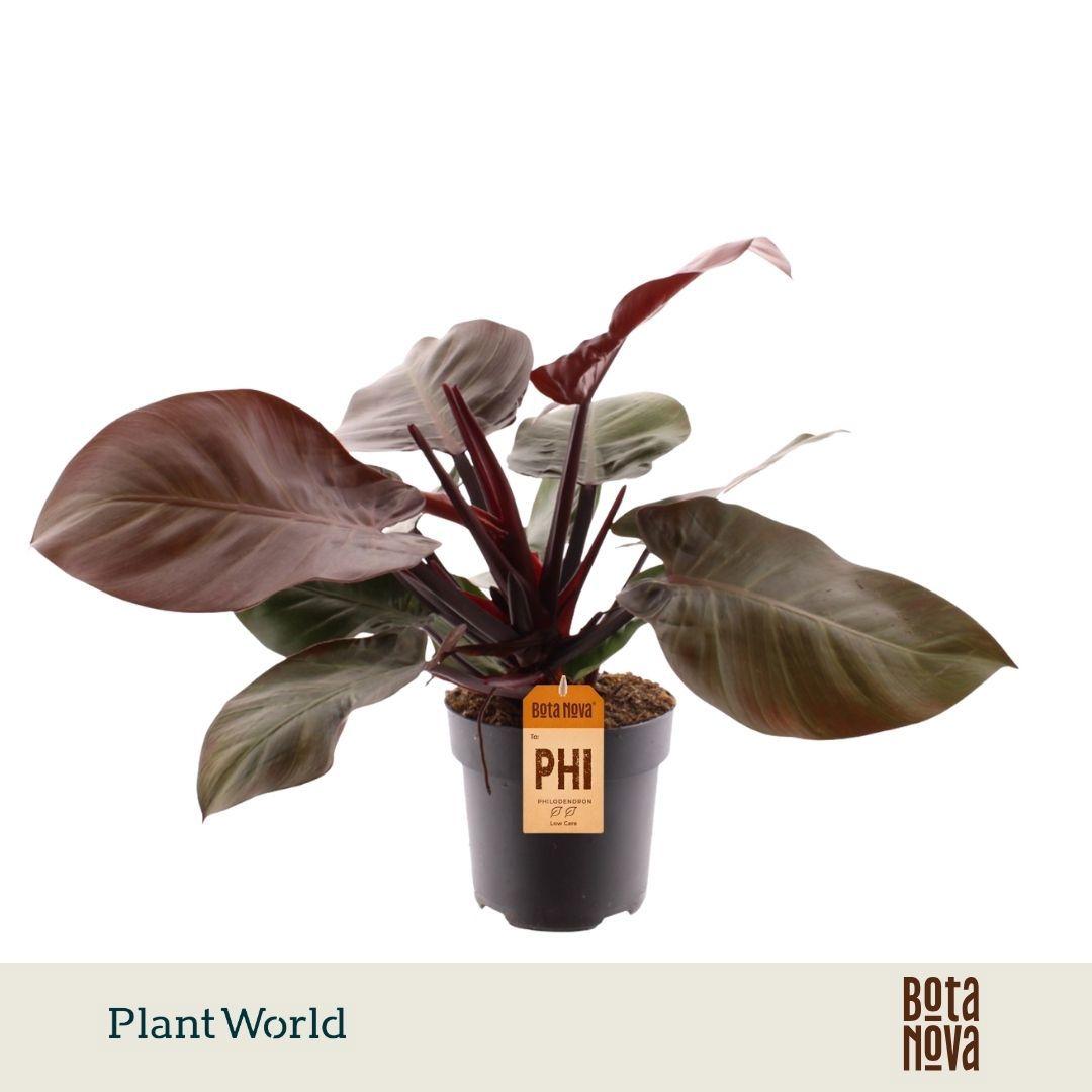 Горшечные цветы и растения оптом Philodendron Cherry Red от 5шт из Голландии с доставкой по России