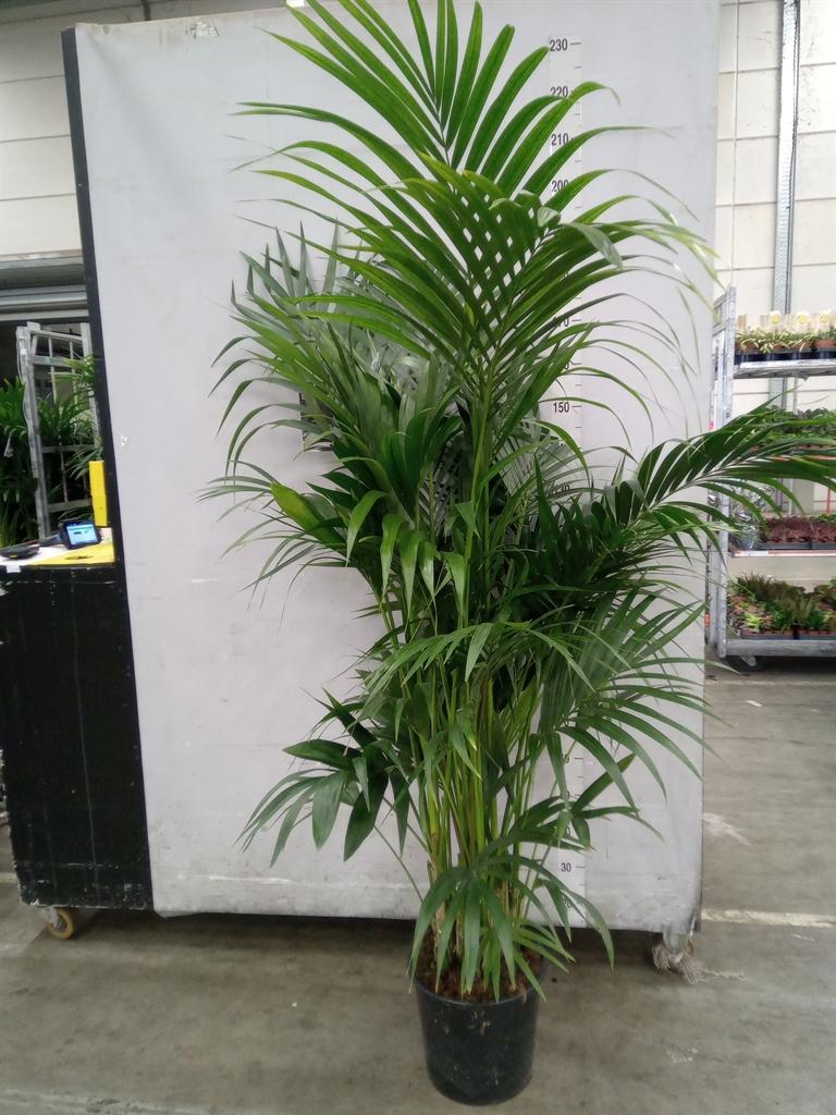 Горшечные цветы и растения оптом Howea Forsteriana от 1шт из Голландии с доставкой по России