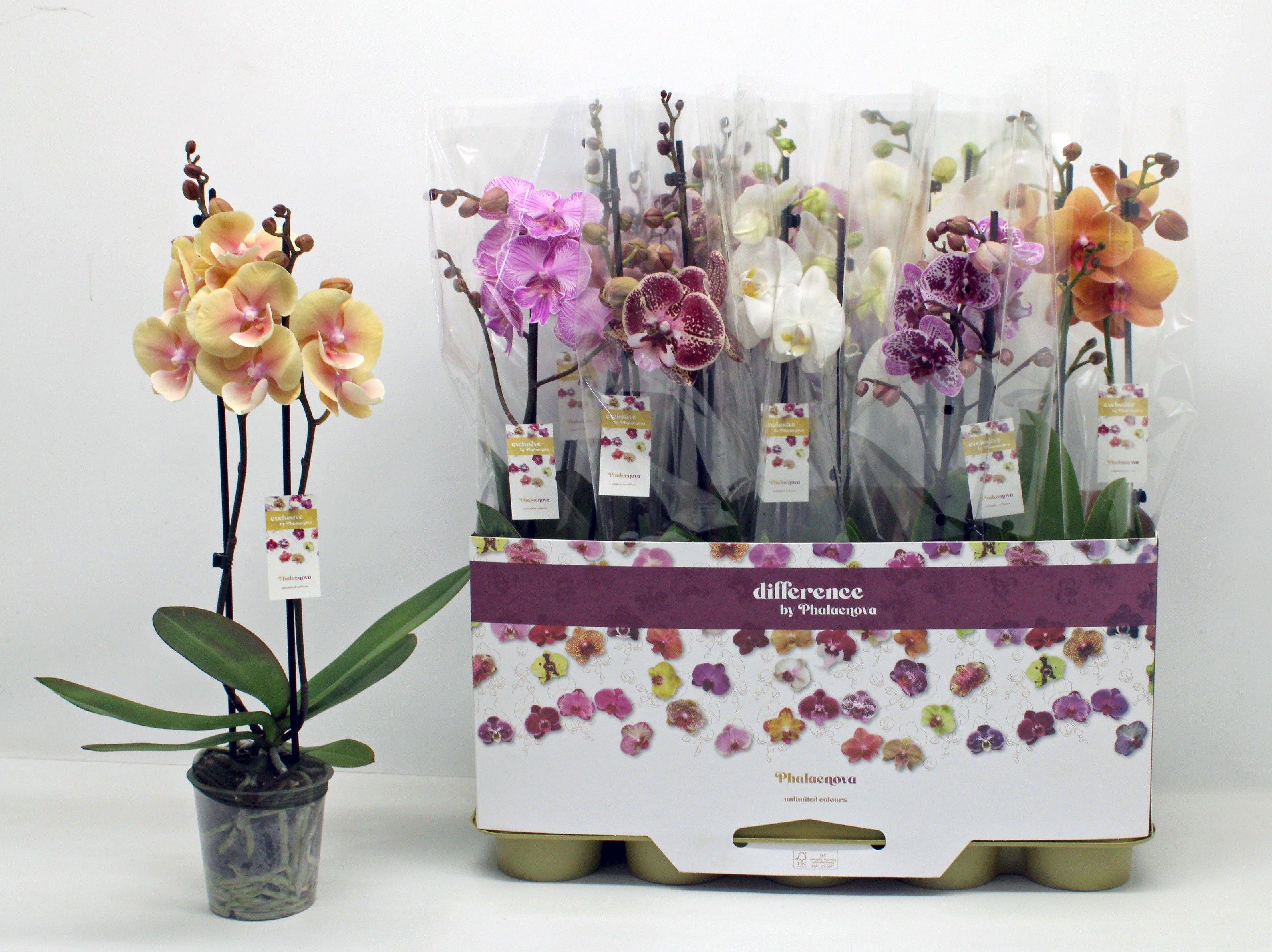 Горшечные цветы и растения оптом Phal 2st Mix 16+ (phalaenova) от 10шт из Голландии с доставкой по России