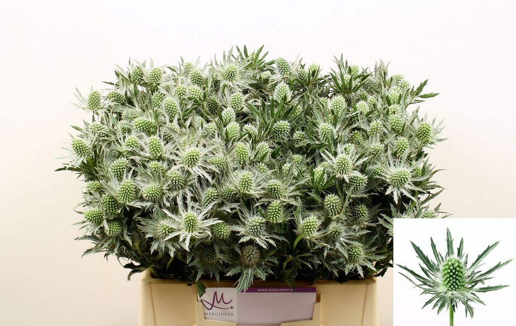 Срезанные цветы оптом Eryngium sirius A от 60шт из Голландии с доставкой по России