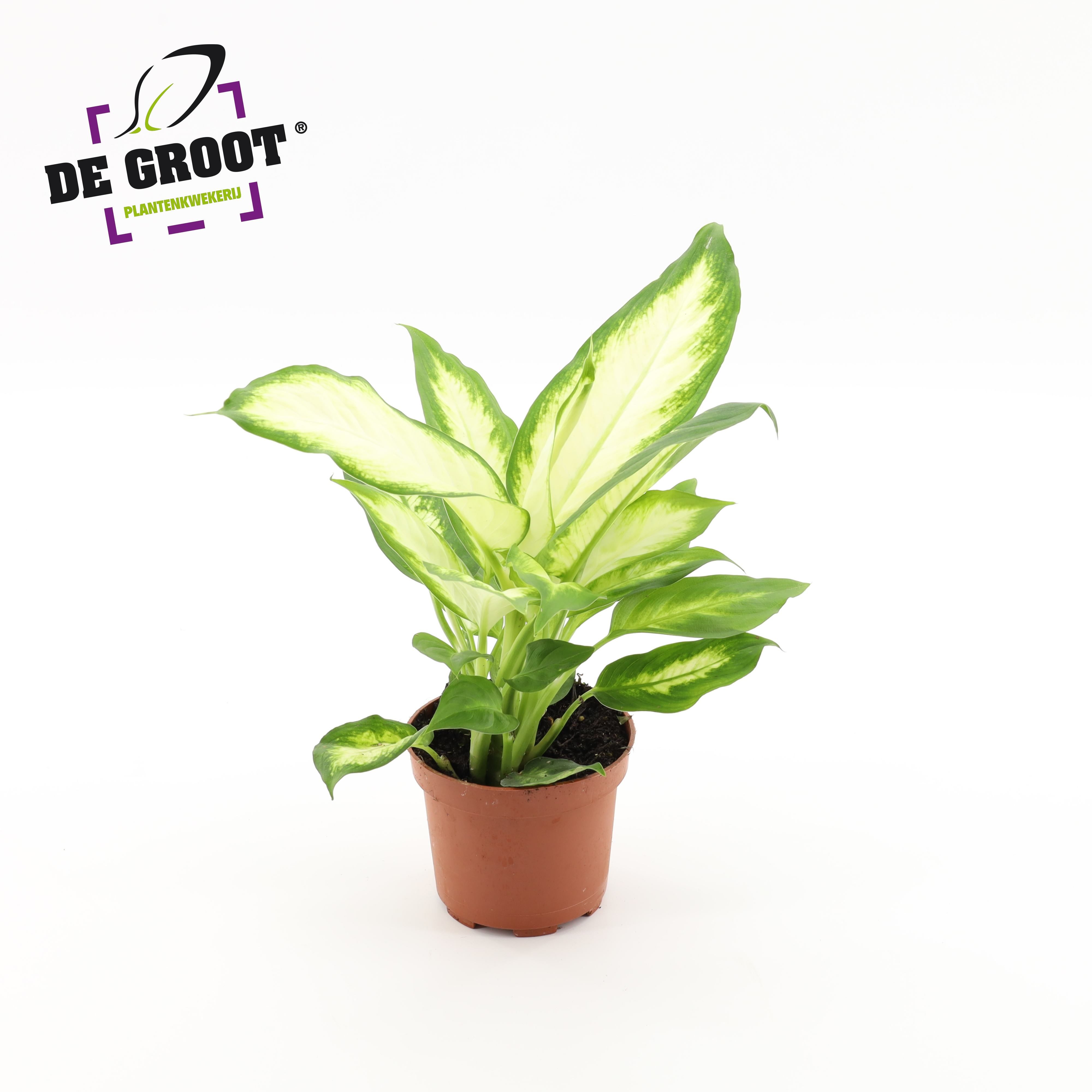 Горшечные цветы и растения оптом Dieffenbachia Bertina от 10шт из Голландии с доставкой по России