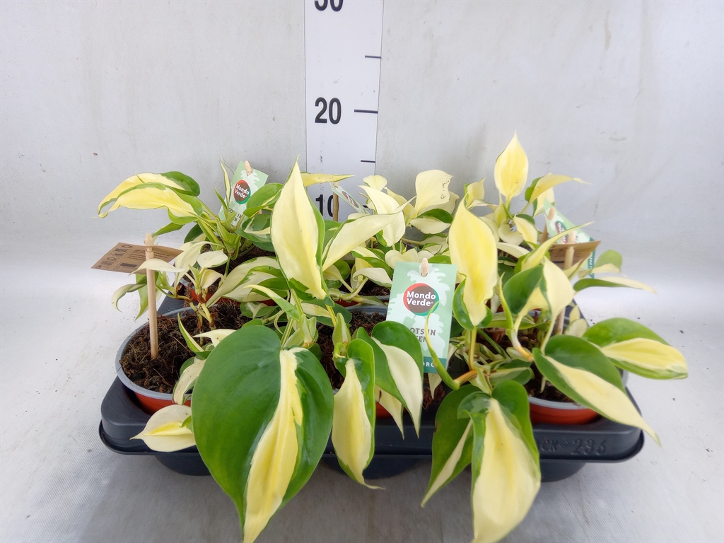 Горшечные цветы и растения оптом Philodendron Scand. от 6шт из Голландии с доставкой по России