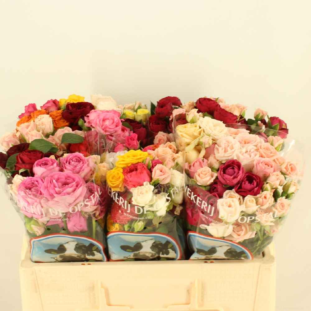 Срезанные цветы оптом Rosa sp mix rainbow (mixbunch) от 60шт из Голландии с доставкой по России