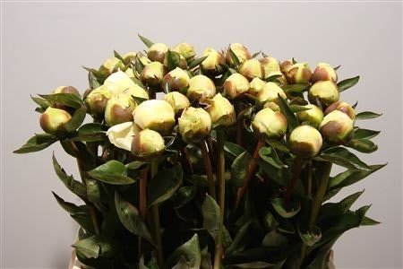 Срезанные цветы оптом Paeonia bridal shower от 40шт из Голландии с доставкой по России