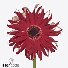 Срезанные цветы оптом Gerbera diamond gerpasta fire от 45шт из Голландии с доставкой по России