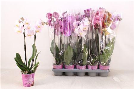 Горшечные цветы и растения оптом Phal 2st Mix 14+ (piko) от 10шт из Голландии с доставкой по России