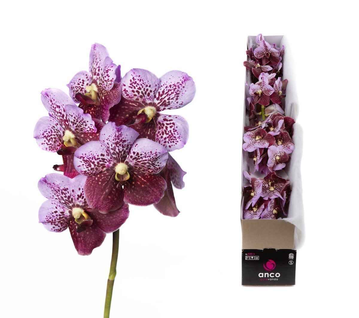 Срезанные цветы оптом Vanda divana pink and mahogany per stem от 4шт из Голландии с доставкой по России