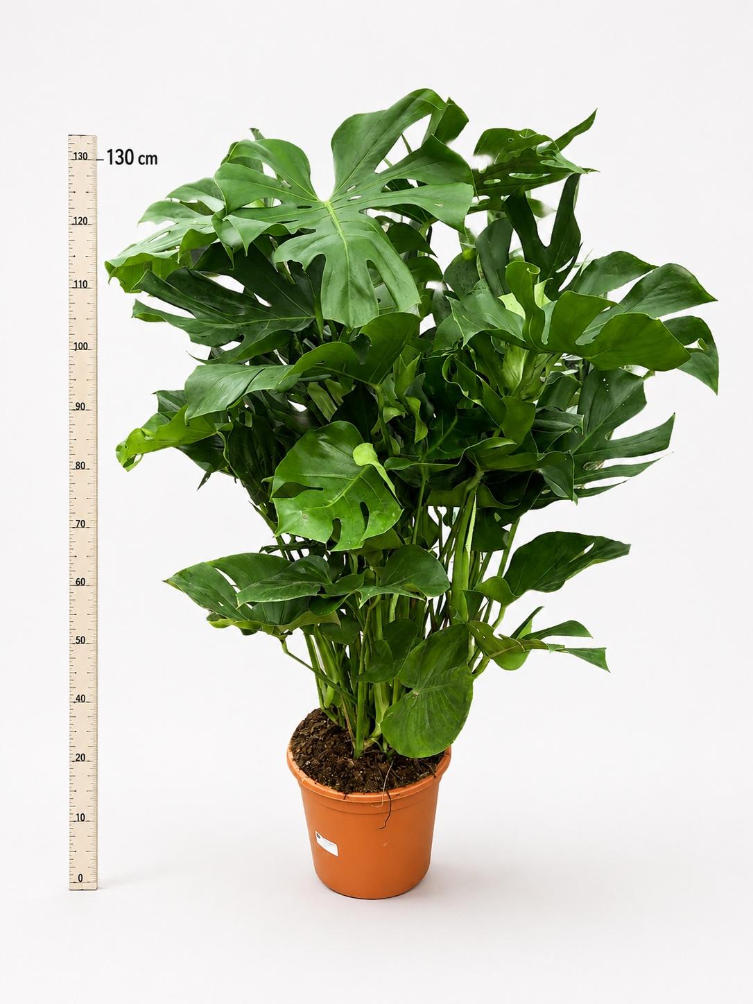 Горшечные цветы и растения оптом Monstera Deliciosa от 1шт из Голландии с доставкой по России