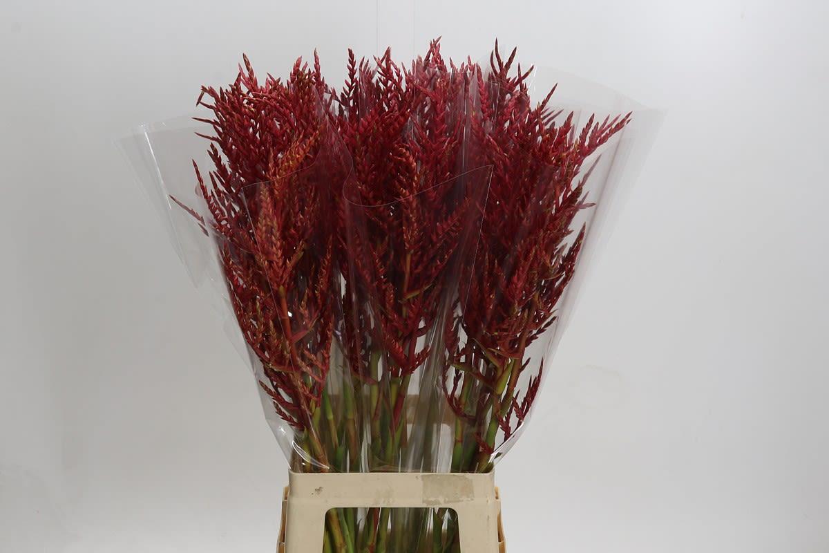 Срезанные цветы оптом Bromelia flower red paloma от 40шт из Голландии с доставкой по России