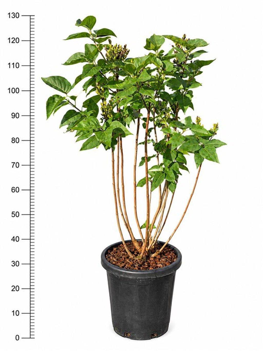 Горшечные цветы и растения оптом Syringa V. ruhm Von Horstenstein от 1шт из Голландии с доставкой по России